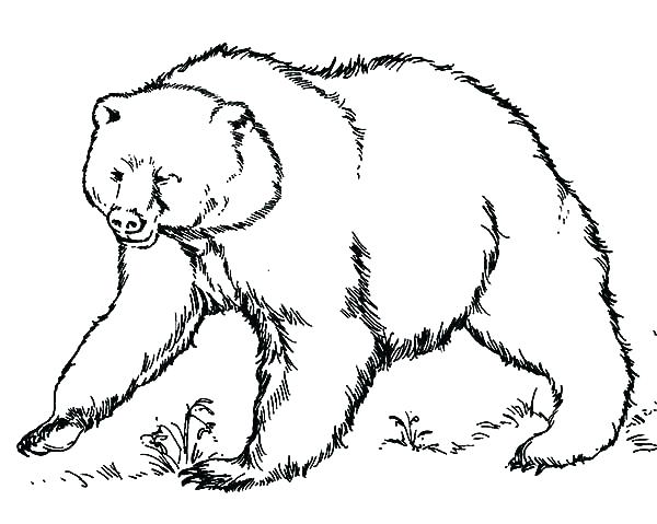 600x479 Grizzly Bear Coloring Pages Plus Polar Bears Coloring Pages