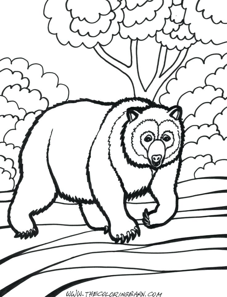 736x964 Grizzly Bear Pictures To Color Polar Bear Coloring Pages For Kids