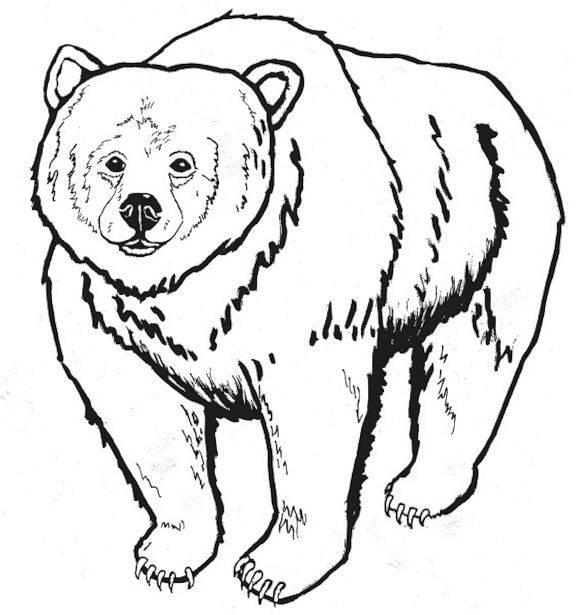 576x615 Bear Coloring Pages Bear Coloring Pages Coloring Kids