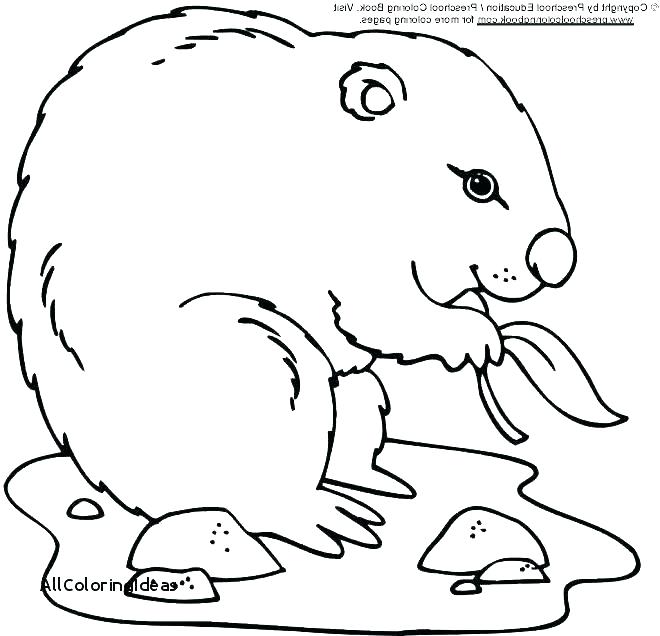660x636 Coloring Groundhog Day Coloring Pages Colouring Page Animal Free