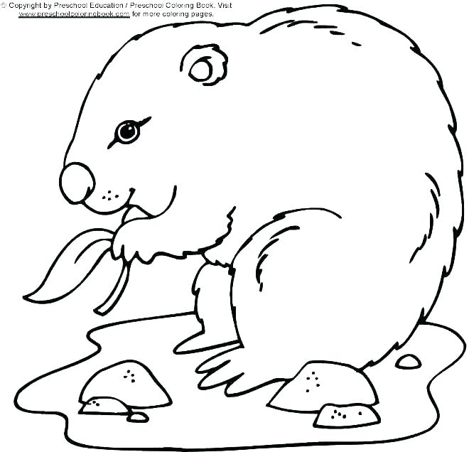 660x636 Groundhog Coloring Pages Groundhog Day Coloring Pages Marmot Page