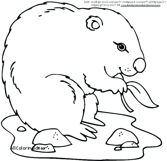 660x636 Groundhog Coloring Pages Groundhog Day Colouring Page Happy