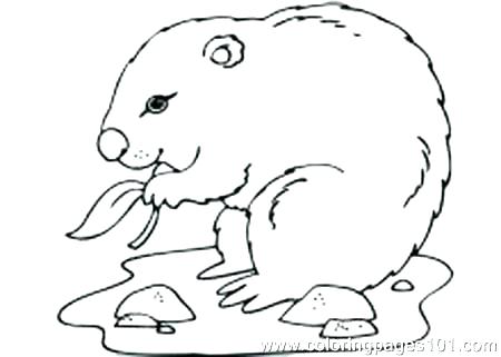 450x321 Groundhog Dot To Dot Free Printable Coloring Pages Free Printable