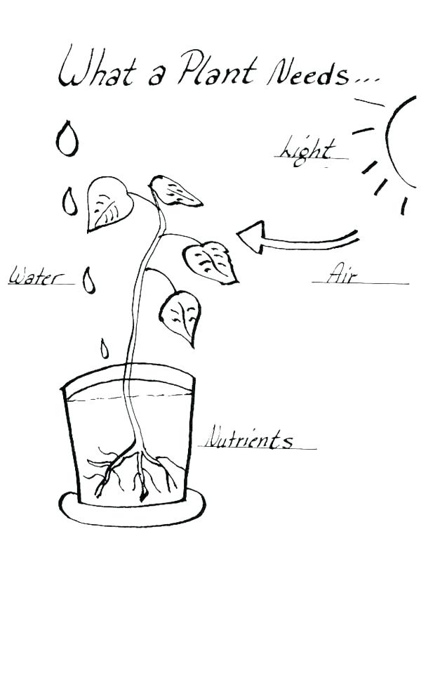 600x992 Plants Coloring Page What A Plant Need When Growing Plants
