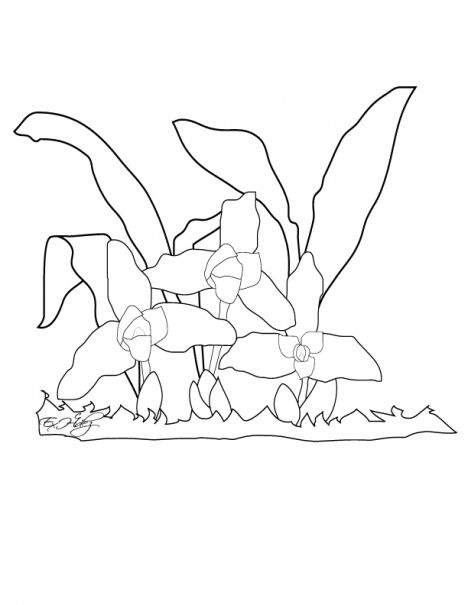 468x605 Monja Blanca National Flower Of Guatemala Coloring Page