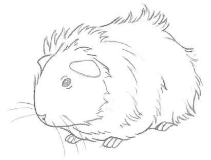 411x312 Guinea Pig Coloring Pages Unique Best Animales Cobayas Animals