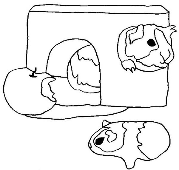600x570 Guinea Pig Eating Apple Coloring Page Color Luna