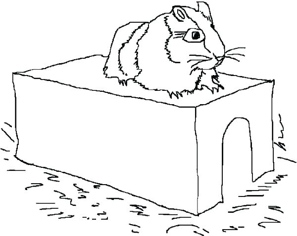 600x478 Guinea Pig Pictures To Color Gy Free Guinea Pig Coloring Page
