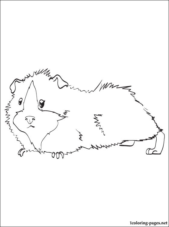 560x750 Guinea Pig Printable And Coloring Page Coloring Pages