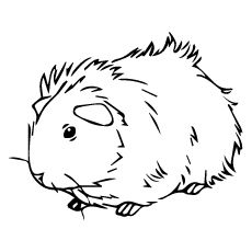230x230 Top Free Printable Guinea Pig Coloring Pages Online Cavy