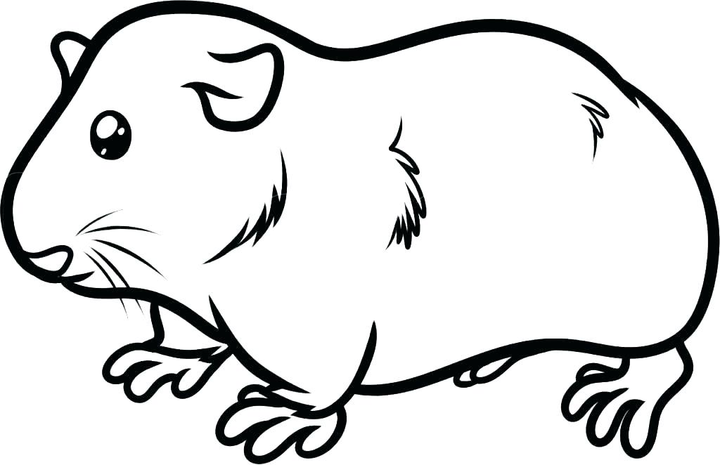 1024x662 Guinea Pig Coloring Page Guinea Pig Coloring Pages Coloring Pages