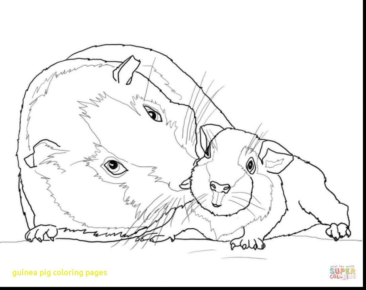 1188x941 Guinea Pig Coloring Page Free Printable Pages For Kids
