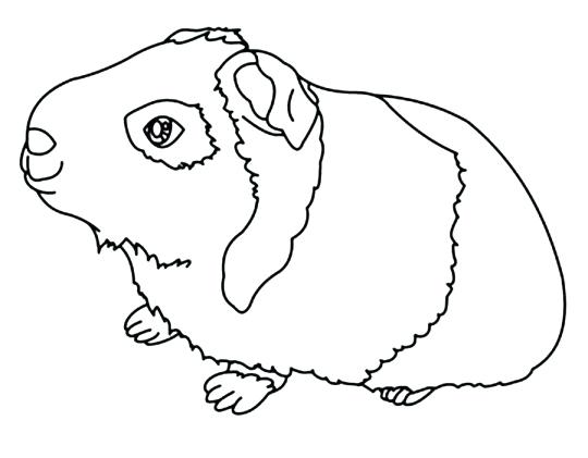 540x421 Guinea Pig Coloring Pages And Surprising Coloring Pages Guinea