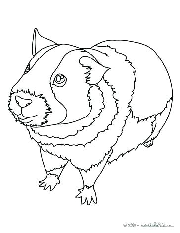 Guinea Pig Coloring Pages To Print at GetDrawings | Free download