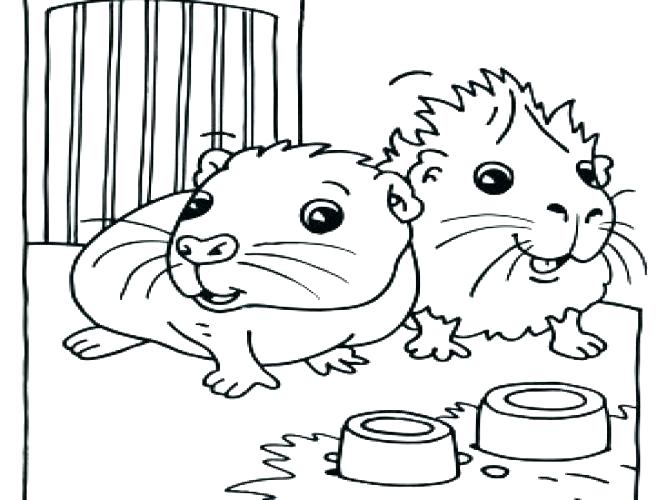 667x500 Guinea Pig Pictures To Color Guinea Pig Coloring Pages Printable