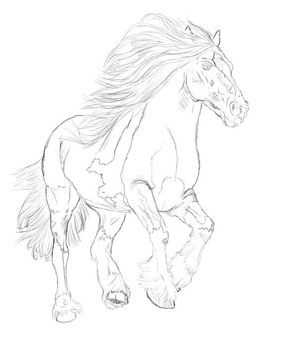 576x720 Horse Color Pictures Rawtodoor