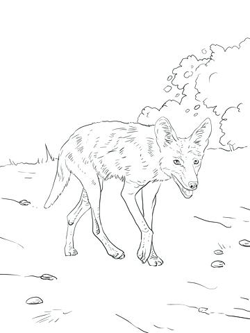 360x480 Coyote Animal Coloring Pages Coyote Coloring Pages Realistic