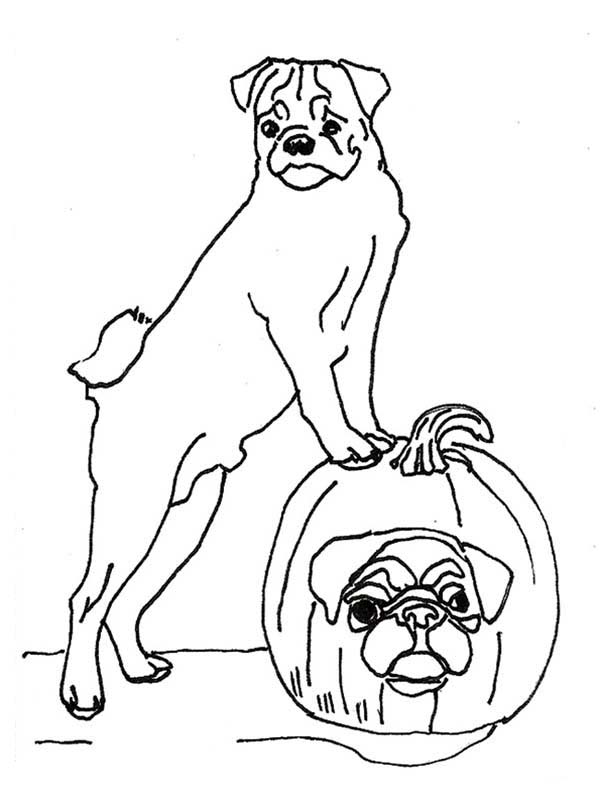 600x799 Pug Dog And Halloween Pumpkin Coloring Page Color Luna