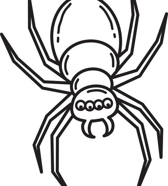 543x600 Spider Coloring Pages Picture To Coloring Page Coloring Pages