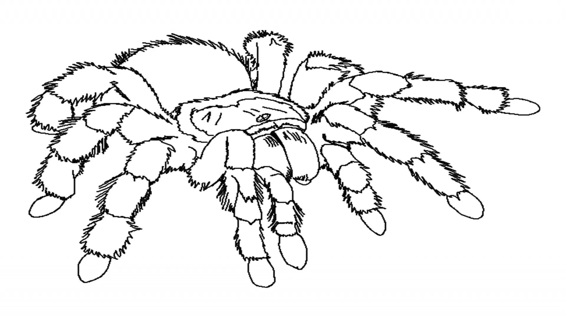 1920x1080 Printable Spider Coloring Pages Me Tarantula Cool Spiders