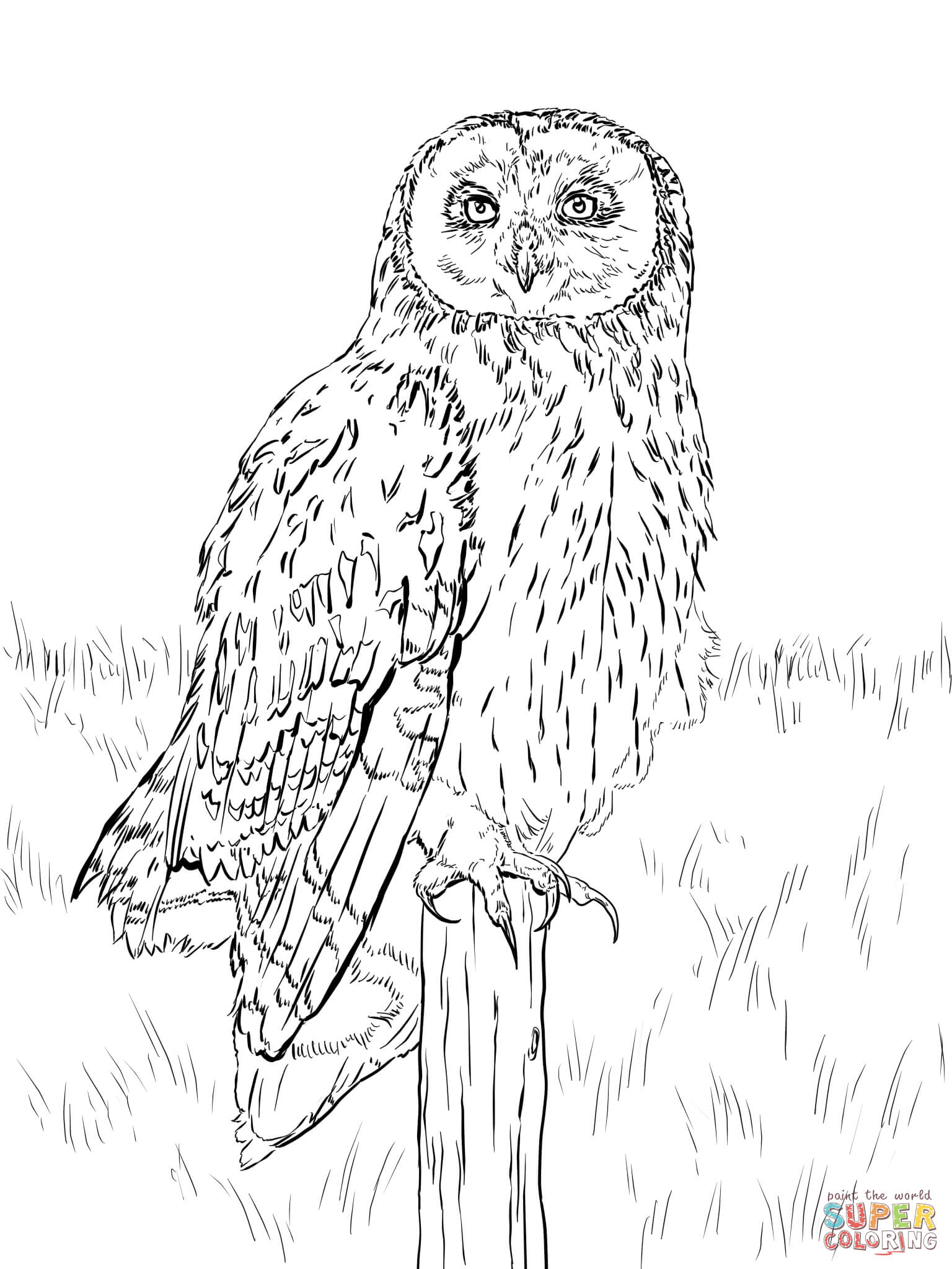1536x2048 Huge Gift Snowy Owl Pictures To Print Coloring Page Animals Town