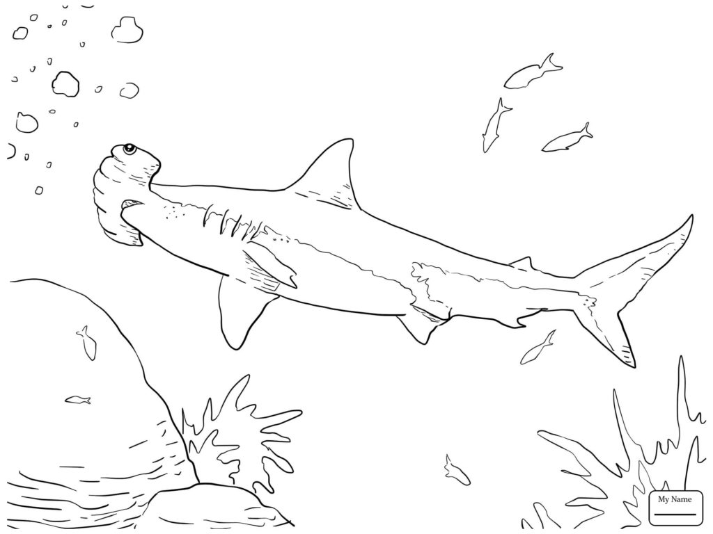 1024x768 Hammerhead Shark Coloring Page Fish Great Pages For Inside Keysub