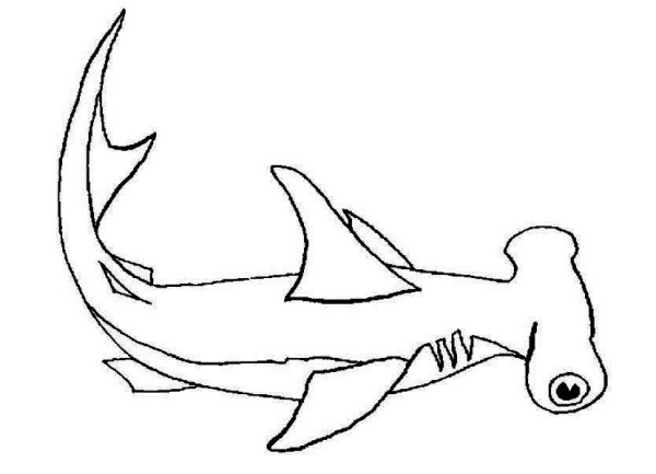600x433 Hammerhead Shark Coloring Pages To Print Shark Colouring Pages