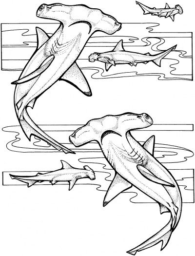 400x525 Hammerhead Shark Coloring Page Shark Collection