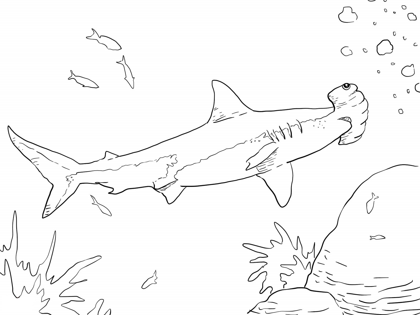 1600x1200 Hammerhead Shark Coloring Page Get Bubbles
