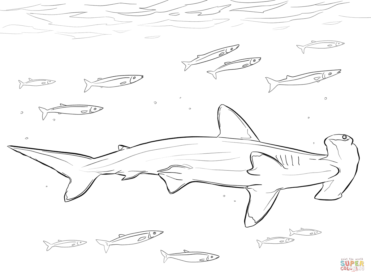 1199x899 Hammerhead Shark With Pilot Fishes Coloring Page Free Printable