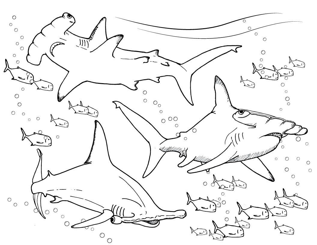 1056x816 Hammerhead Shark Coloring Pages From Finding True Stars