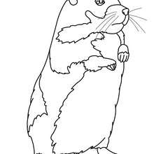 220x220 Hamster Coloring Pages