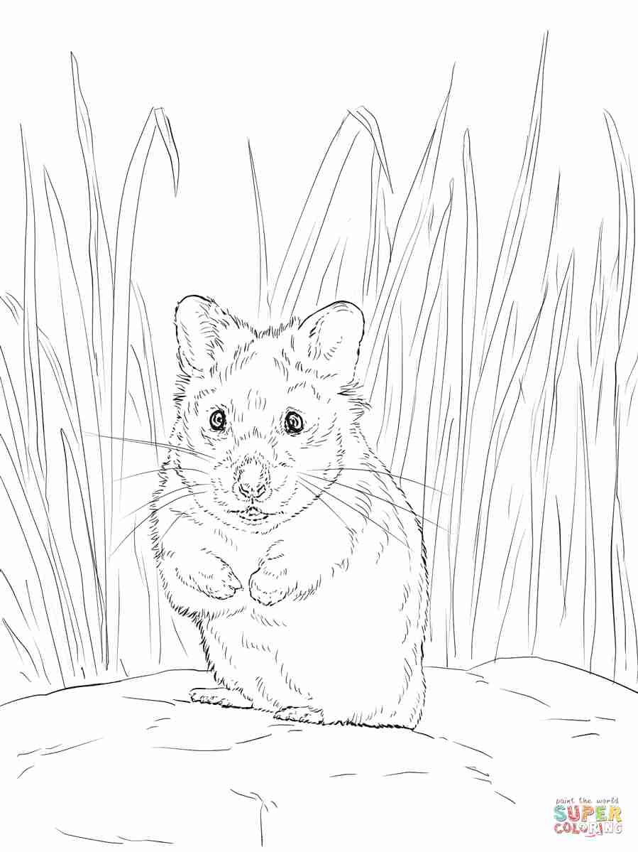 899x1199 Hamster Coloring Page Free Printable Pages Also Olegratiy