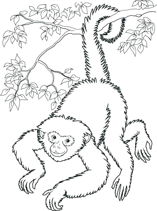 618x831 Monkey Color Pages Monkeys Coloring Pages Cartoon Monkey Coloring