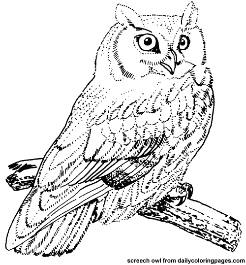 500x538 Birds Coloring Pages