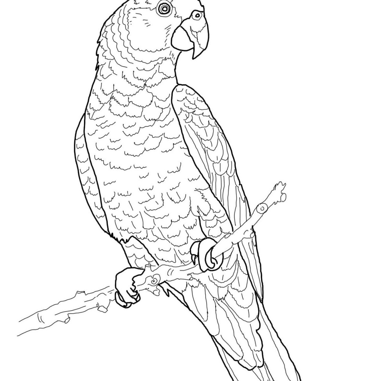 1224x1224 Flying Parrot Coloring Pages Sheets Free Printable Parrots Animals