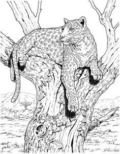 236x301 Realistic Printable Drawing Pages Of Hawk In Hard Bird Coloring