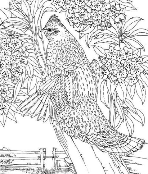 477x560 Coloring Hard Hard Coloring Pages For Adults Best Coloring Pages