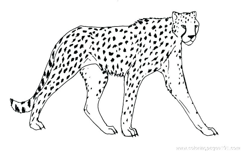 800x502 Animal Print Coloring Pages Realistic Printable Drawing Pages
