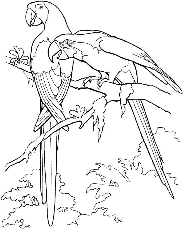 624x780 Bird Coloring Pages Cardinal Bird Coloring Page Free Pages Baby
