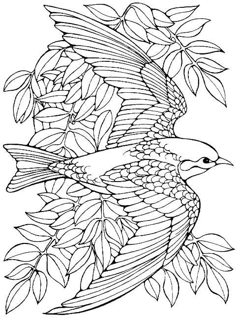 484x648 Bird Coloring Pages For Adults Coloring Page