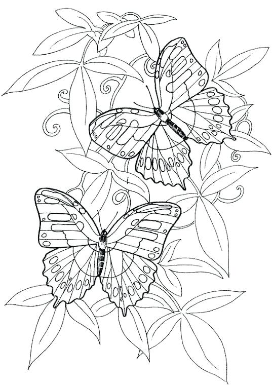 Hard Butterfly Coloring Pages at GetDrawings | Free download