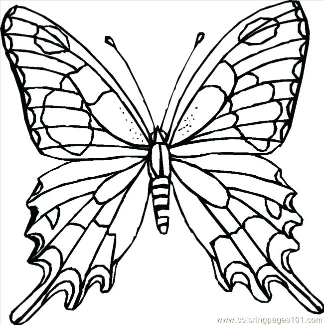 650x651 Coloring Pages Online Hard Butterfly Page Free Fuhrer Von