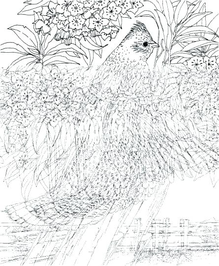 445x540 Extremely Hard Coloring Pages