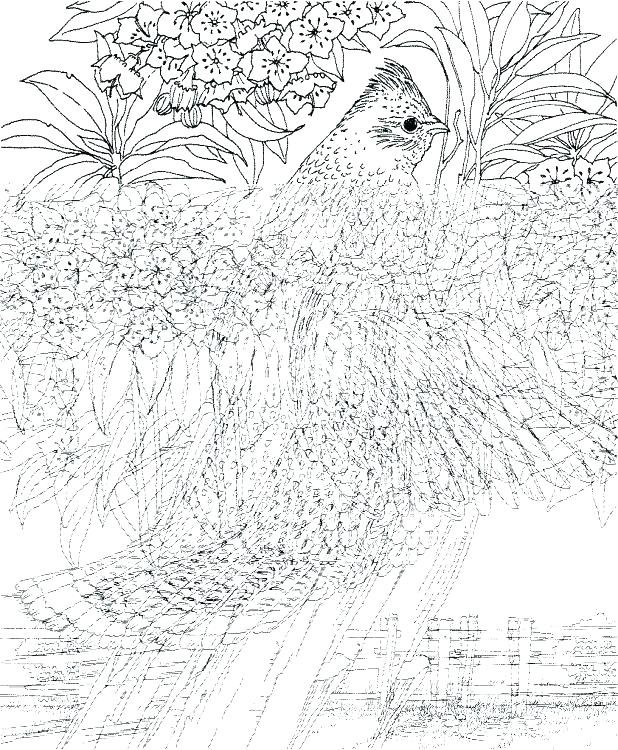 618x750 Hard Colouring Sheets Printable Coloring Pages Challenging