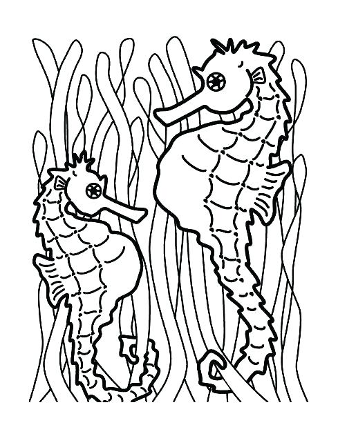 489x632 Sea Horse Coloring Pages Seahorse Coloring Pages Also Free