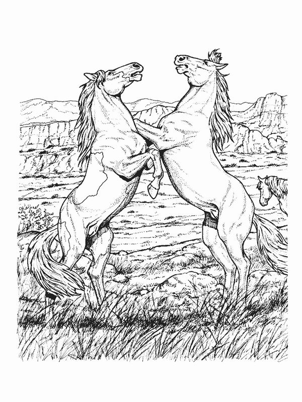 600x800 Wild Horse Coloring Pages