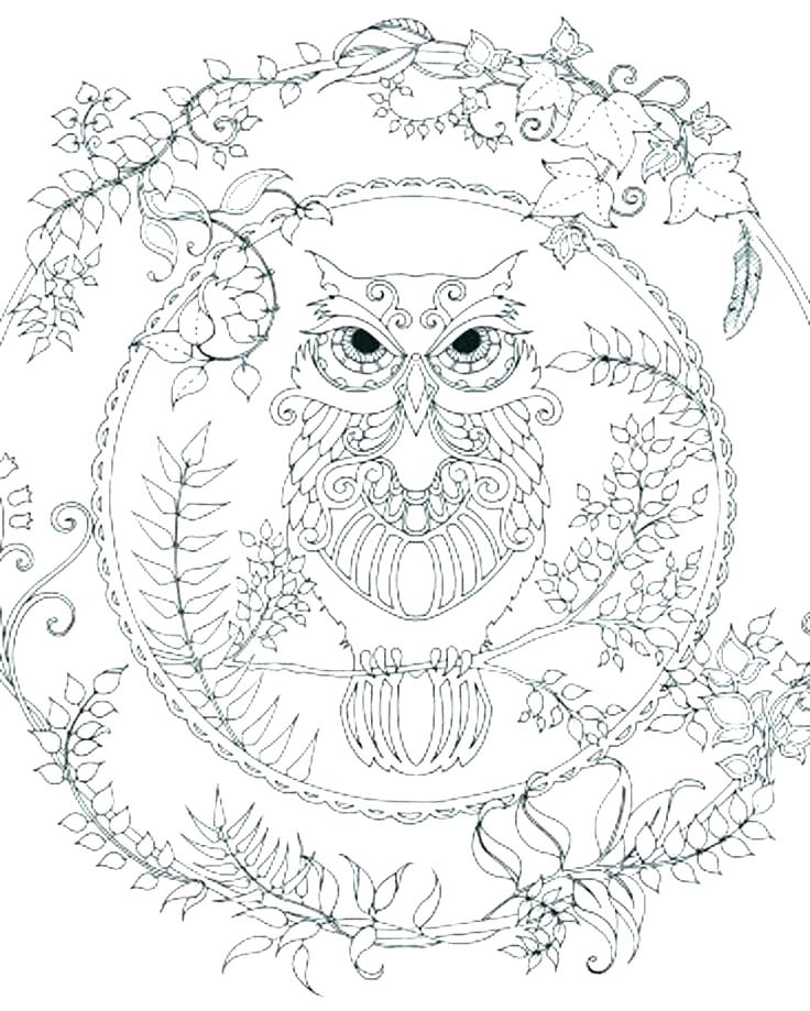 736x919 Owl Color Page Owl Color Page Barn Owl Coloring Page Owl Coloring