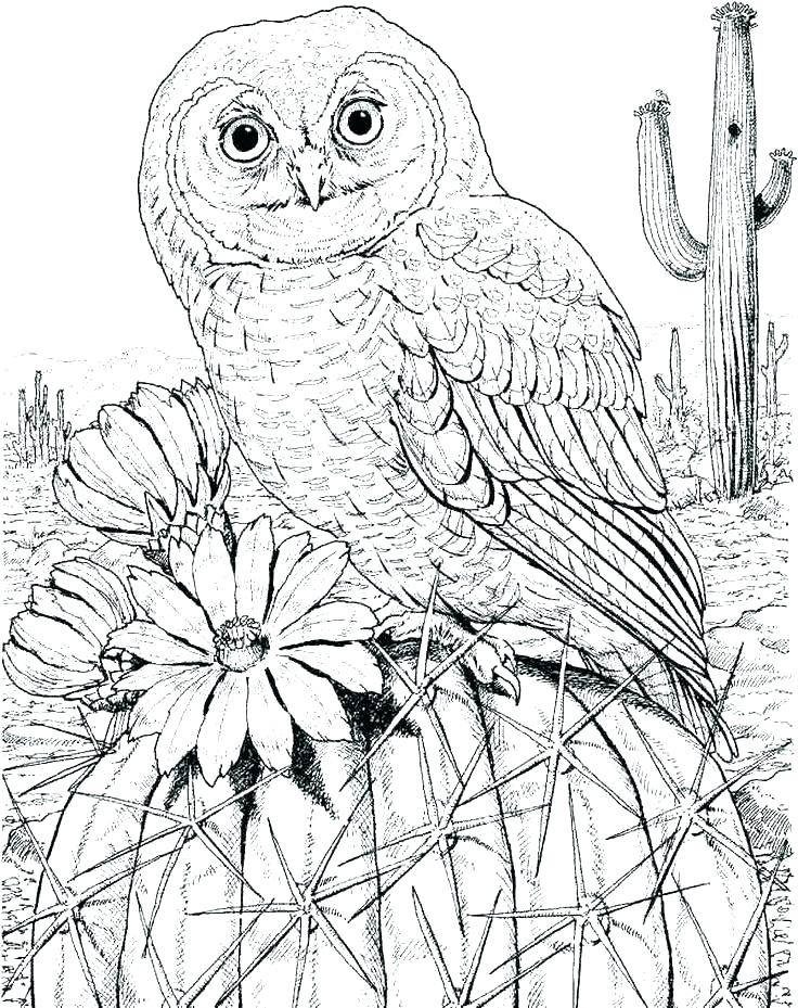 736x929 Owl Coloring Page Printable Owl Coloring Pages Free General Barn