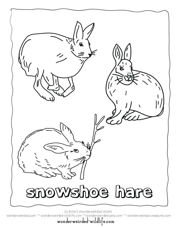 612x792 Polar Animals Coloring Pages Arctic Coloring Pages Printable Hare